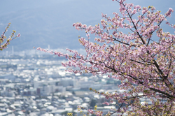 松田山桜