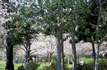 新浦安の公園の桜
