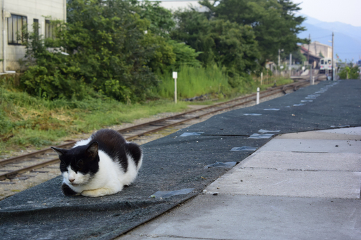 若桜駅の猫2