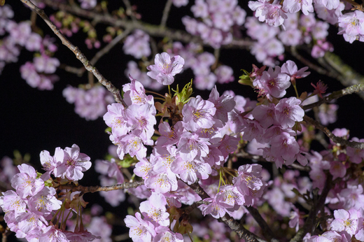 夜の河津桜