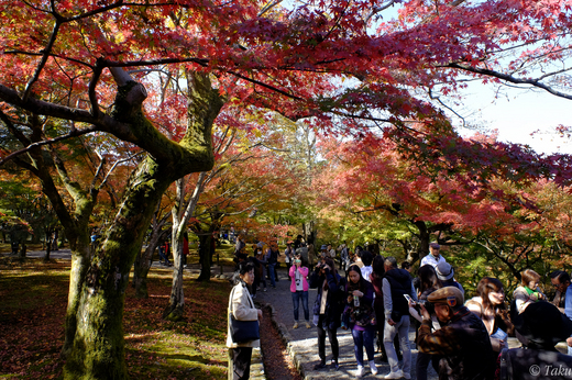 東福寺通天庭園の紅葉